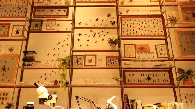 The back wall of Betty and Jeff's office is a sight to see, with hundreds of insect samples and drawings.